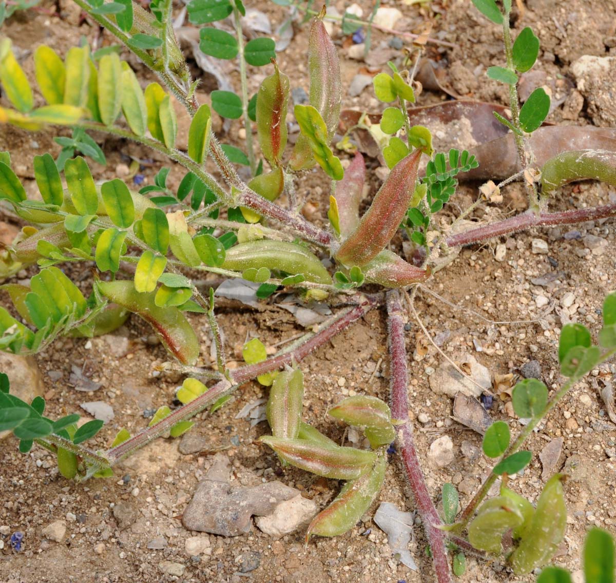 Image of Astragalus boeticus specimen.
