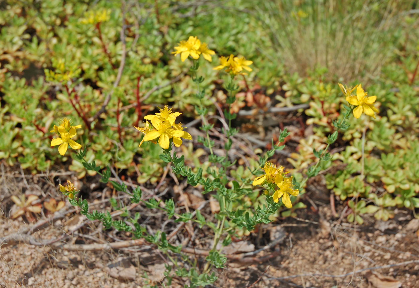 Image of Hypericum perforatum specimen.