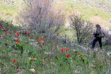 Tulipa greigii