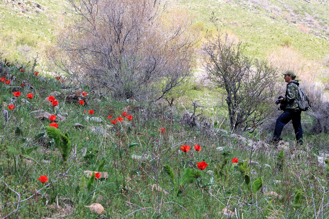 Изображение особи Tulipa greigii.