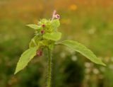 Galeopsis bifida. Верхушка цветущего растения. Ярославская обл., Пошехонский р-н, окр. с. Владычное, луг на 15-летней залежи. 26.08.2019.