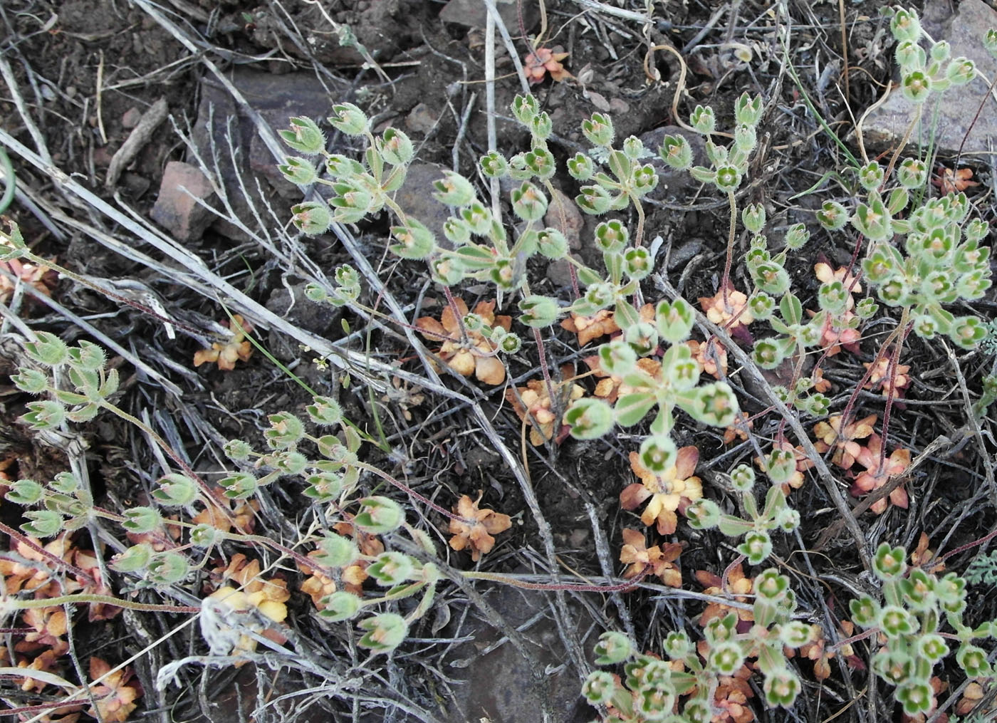 Image of Androsace maxima specimen.