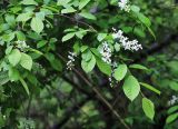 Padus avium подвид pubescens. Ветвь с соцветиями. Приморский край, окр. г. Владивосток, долинный ясеневый лес. 19.05.2020.