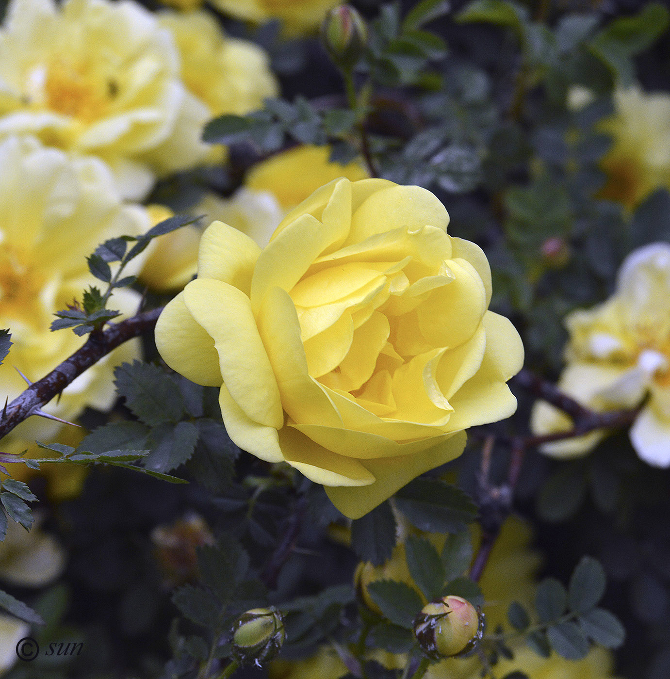 Image of Rosa foetida var. persiana specimen.