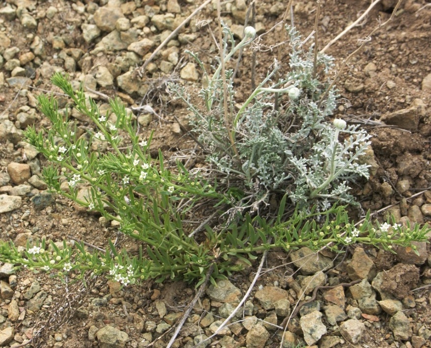 Изображение особи Thesium dollineri ssp. moesiacum.