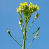 genus Camelina