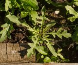 Diplotaxis tenuifolia