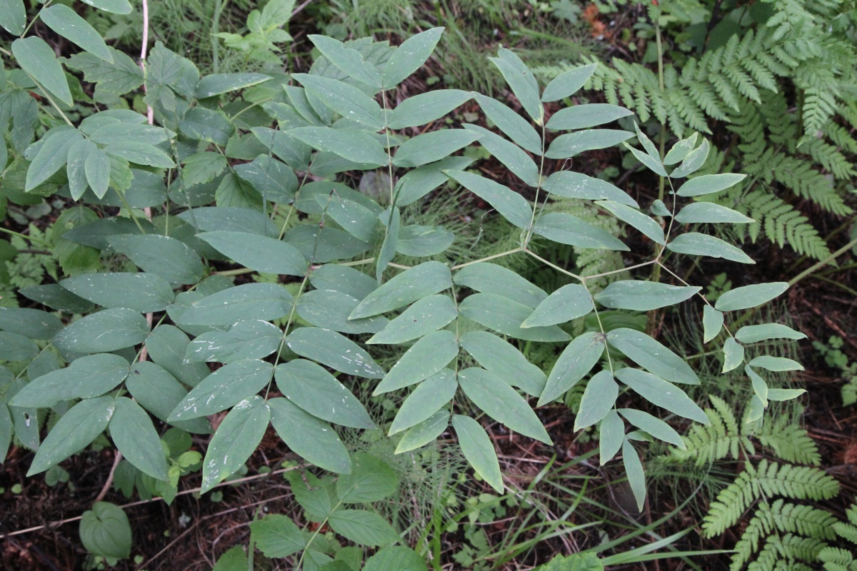 Image of Lathyrus gmelinii specimen.