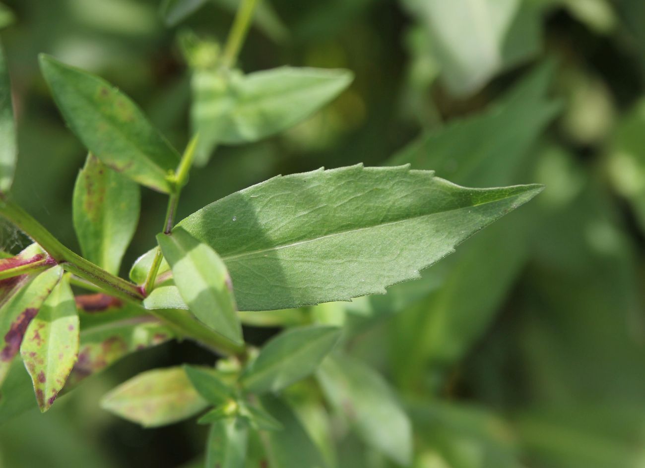 Image of Symphyotrichum novi-belgii specimen.