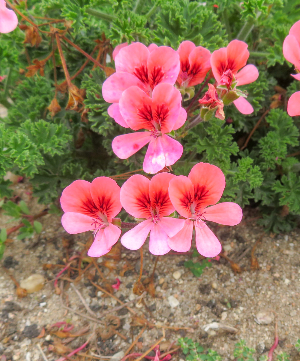 Изображение особи род Pelargonium.