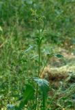 Atriplex micrantha