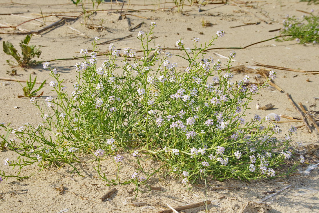 Image of Cakile baltica specimen.