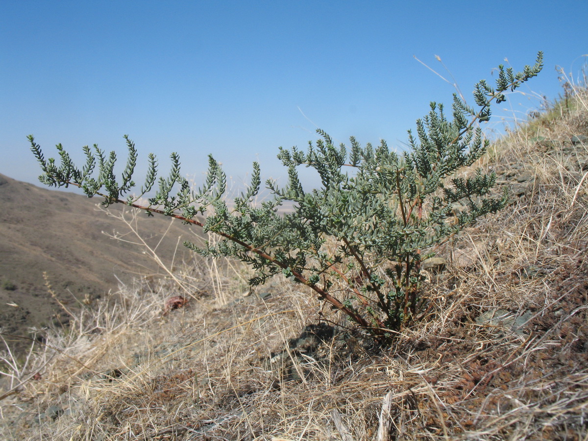 Image of Hypericum scabrum specimen.