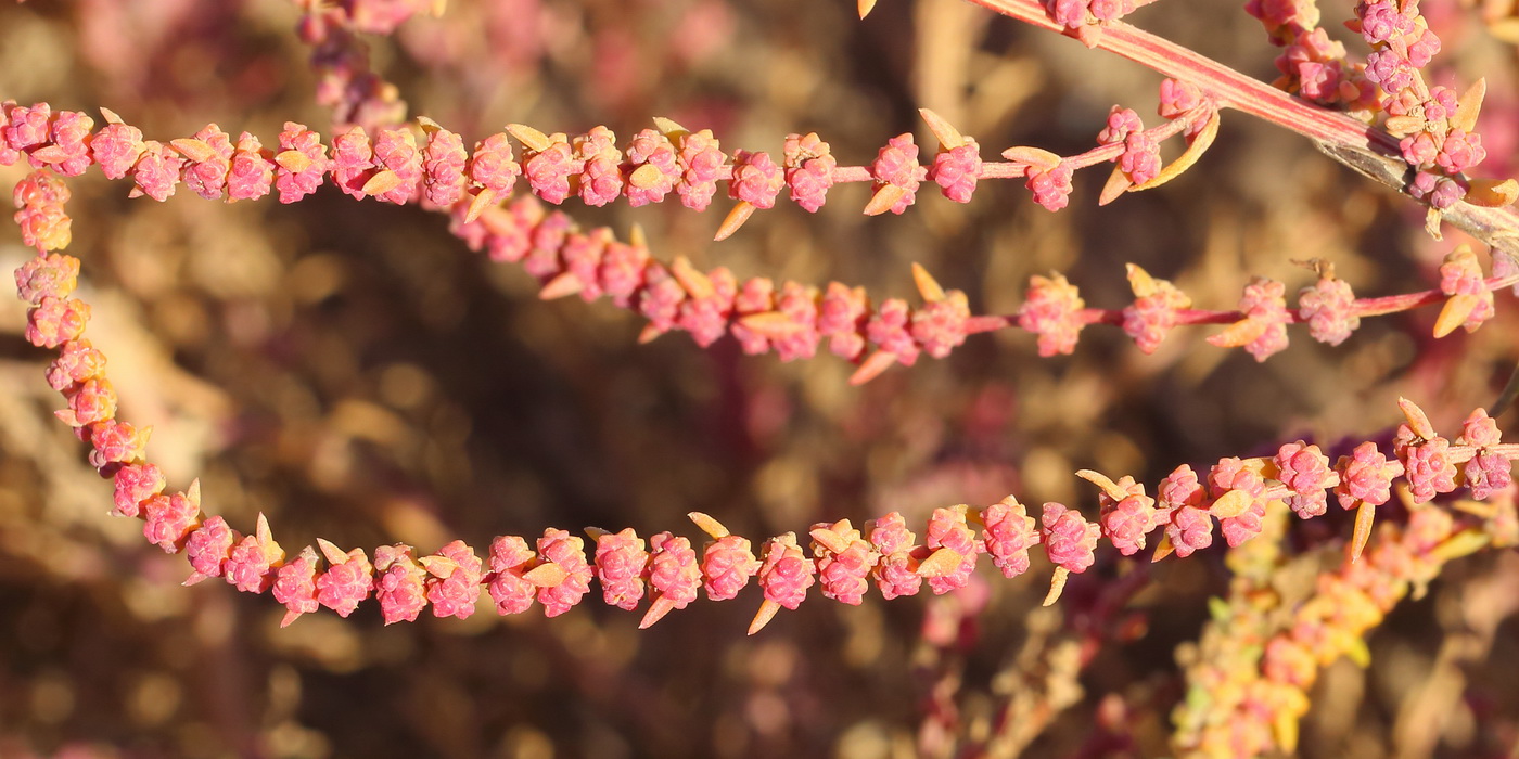 Сведа простёртая (Suaeda prostrata)