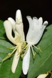 genus Lonicera