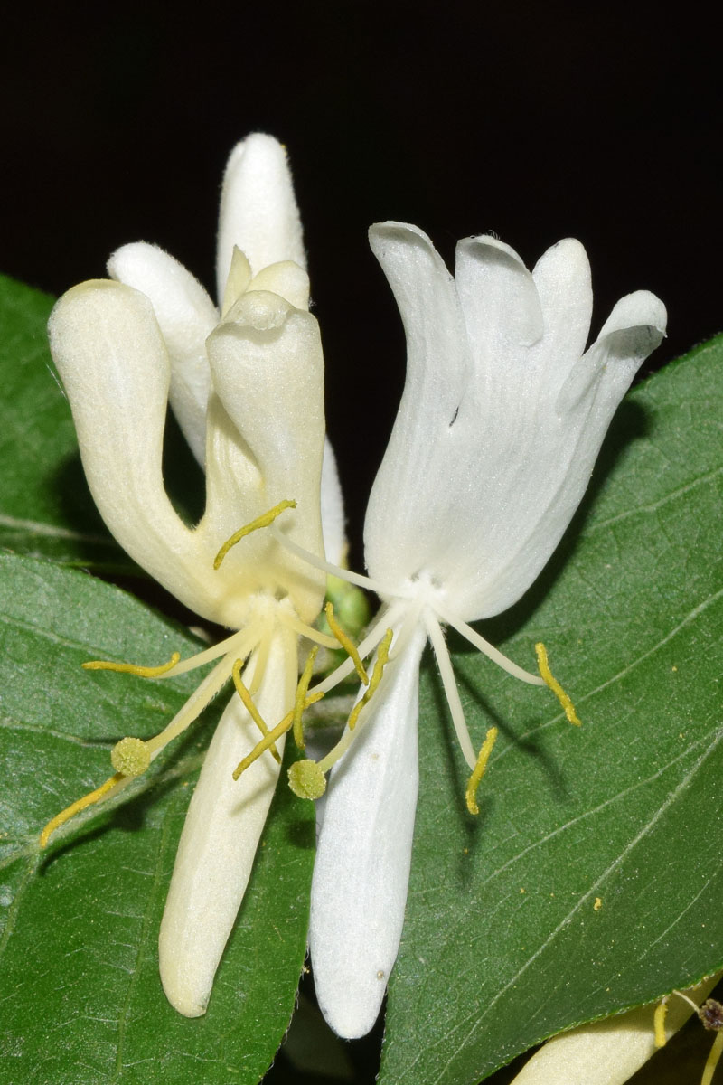 Image of genus Lonicera specimen.