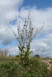 Cichorium intybus. Цветущее и плодоносящее растение. Псковская обл., Палкинский р-н, окр. дер. Шабаны, дол. р. Великая, луг на известняке, обочина дороги близ берега. 12.08.2020.