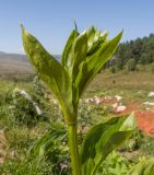 Swertia iberica