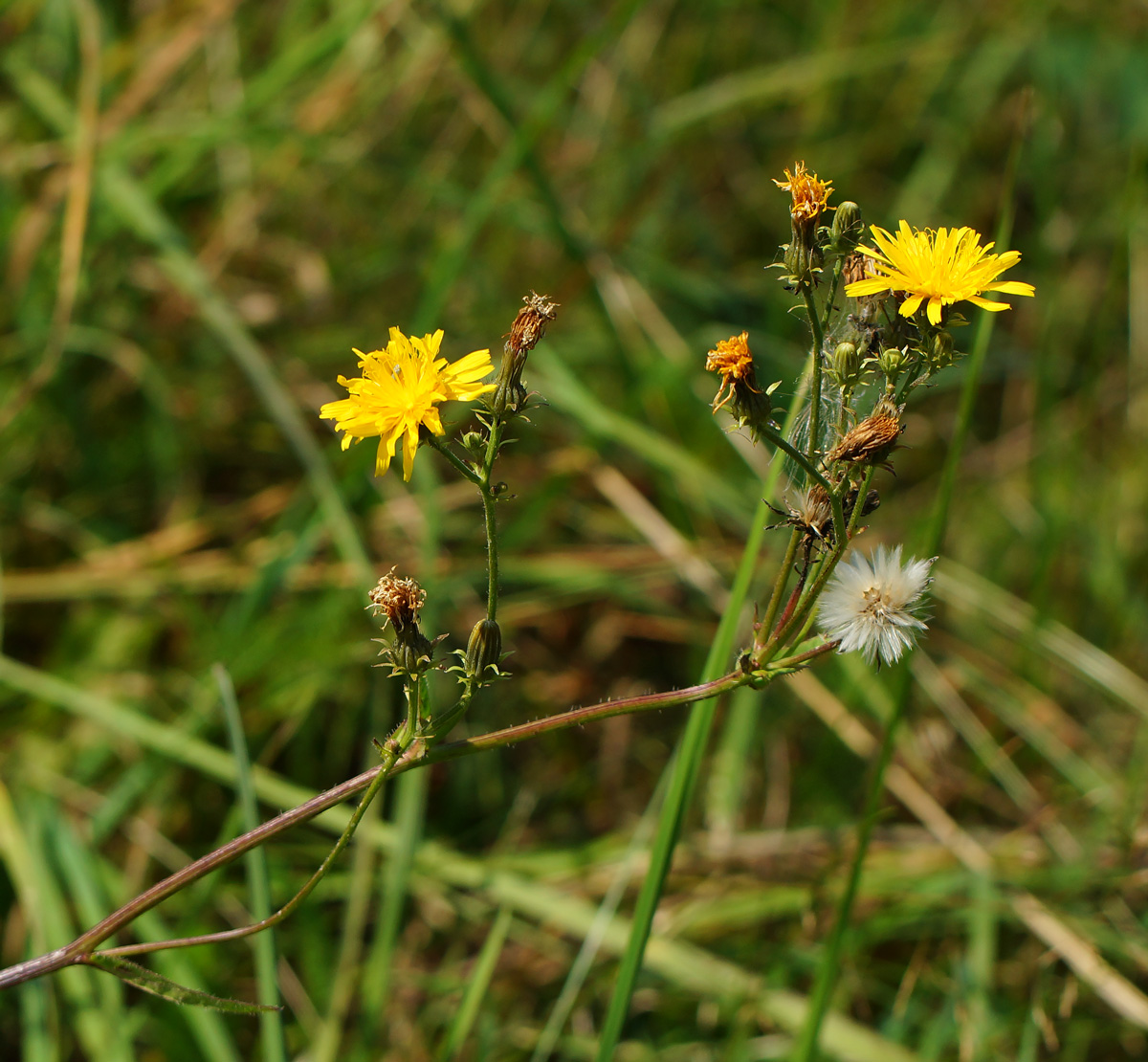 Image of Picris hieracioides specimen.