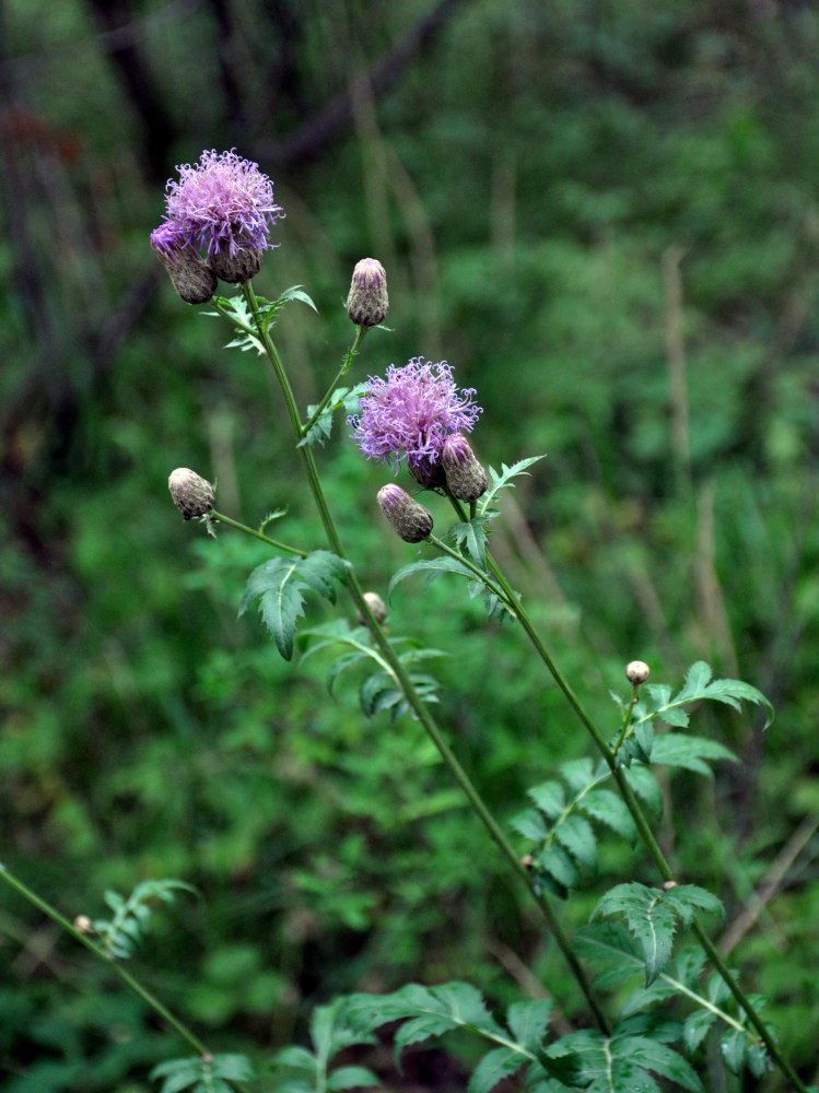 Image of Serratula coronata specimen.