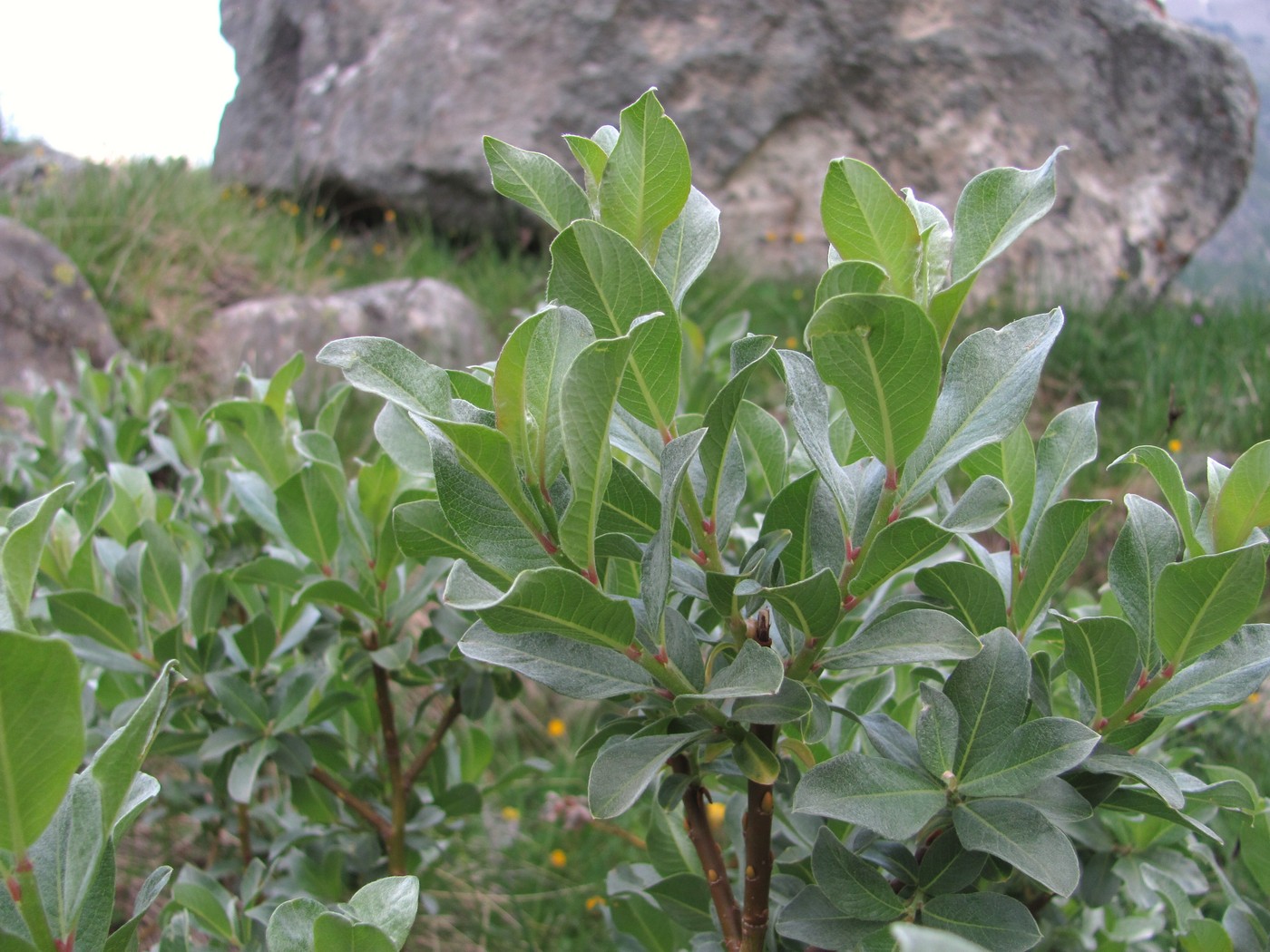 Image of Salix pantosericea specimen.