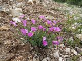 Linum olgae