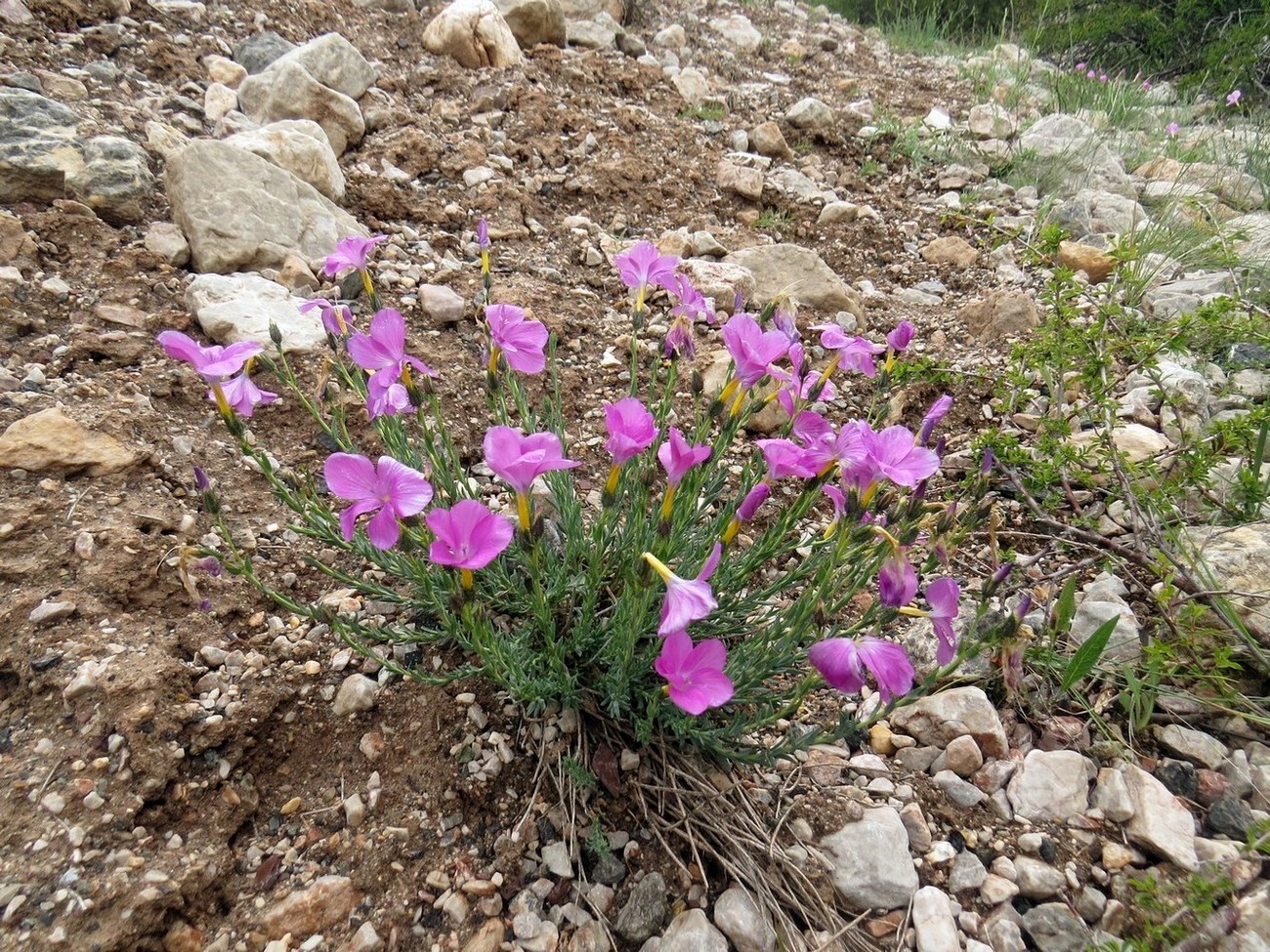 Изображение особи Linum olgae.