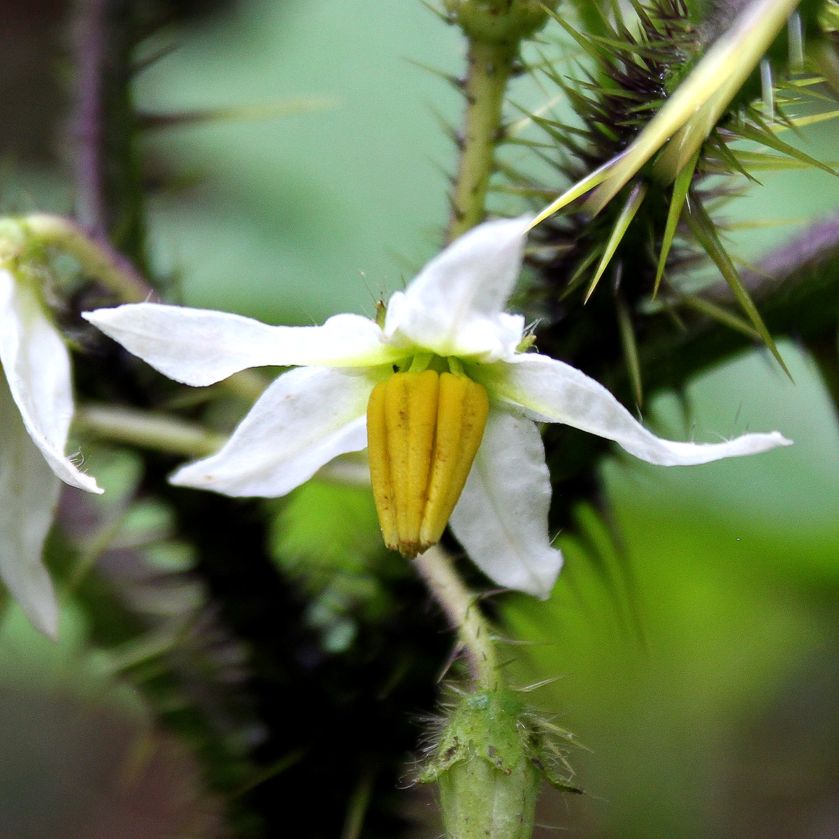 Image of Solanum aculeatissimum specimen.