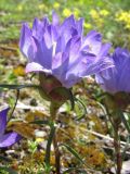 Edraianthus serbicus
