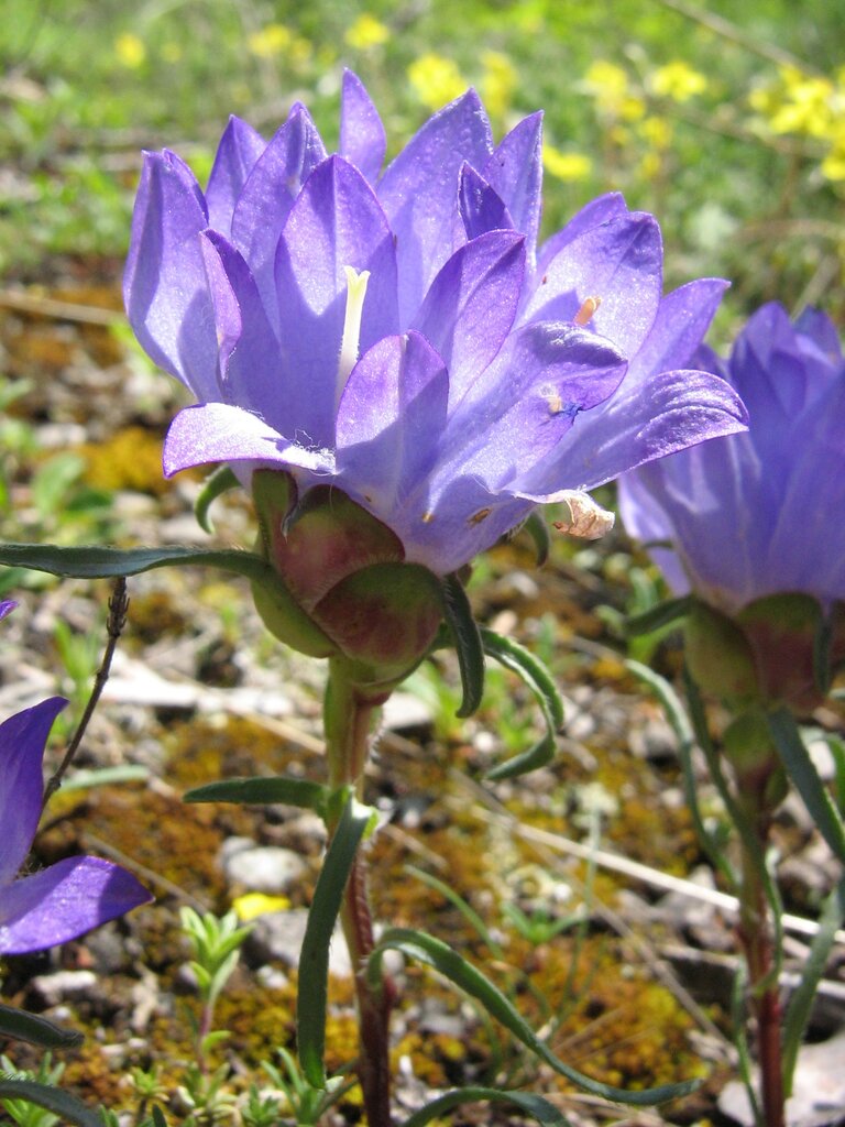 Image of Edraianthus serbicus specimen.