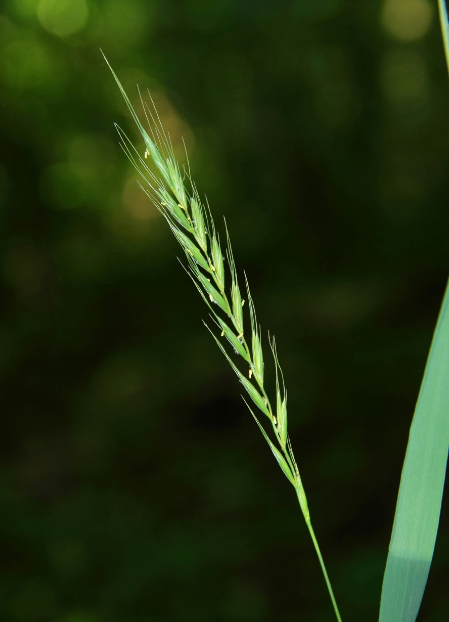 Image of Elymus caninus specimen.