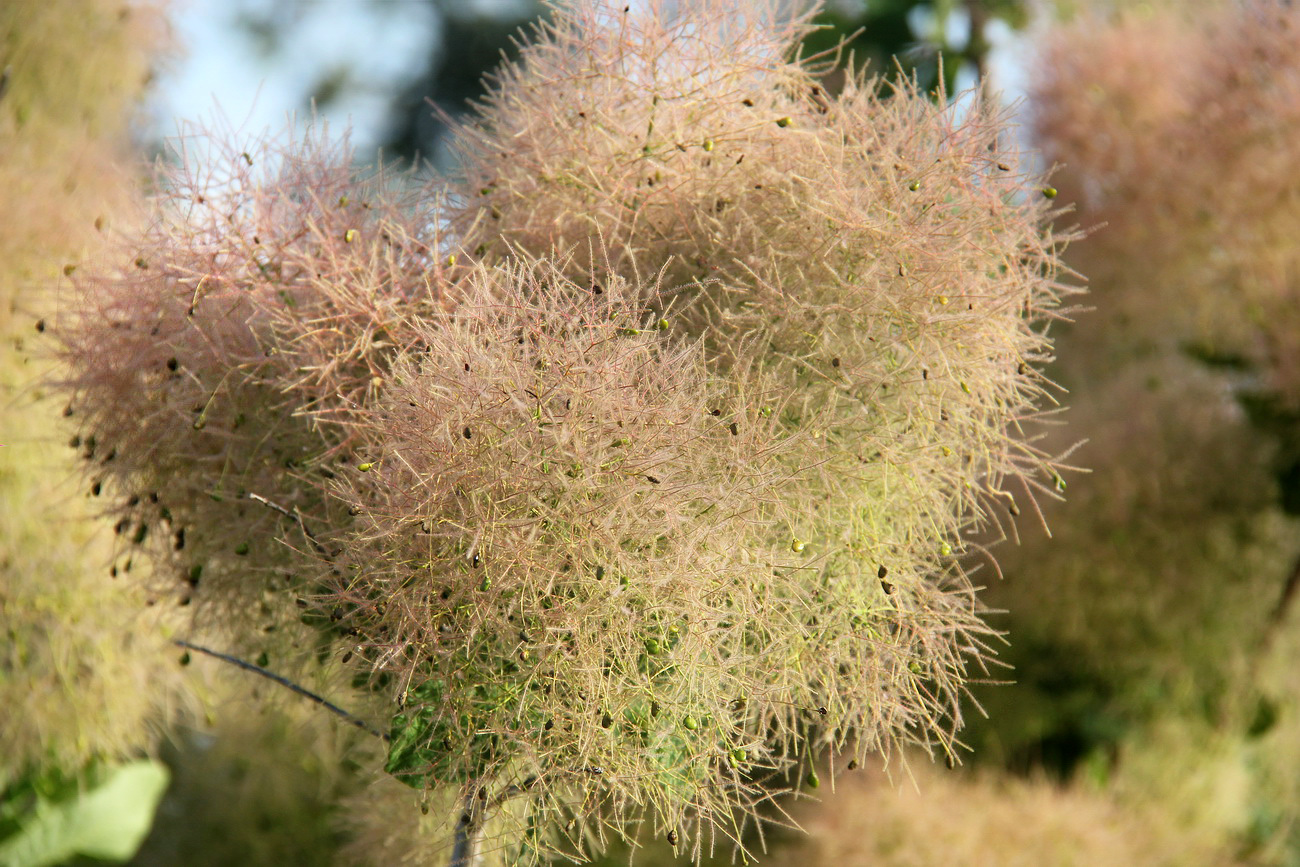 Image of Cotinus coggygria specimen.