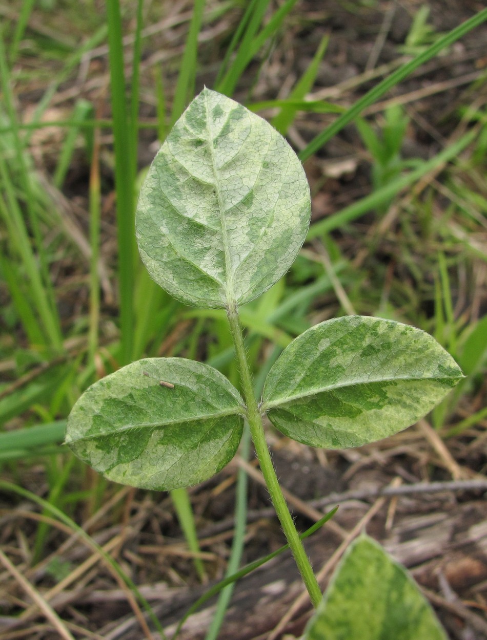 Image of Psoralea bituminosa ssp. pontica specimen.