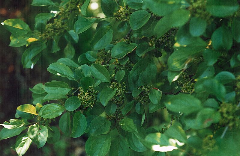 Изображение особи Rhamnus cathartica.