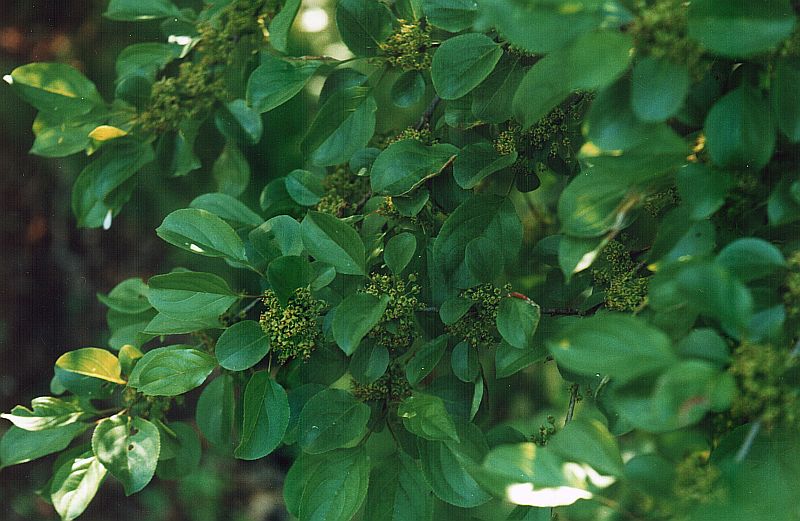 Image of Rhamnus cathartica specimen.