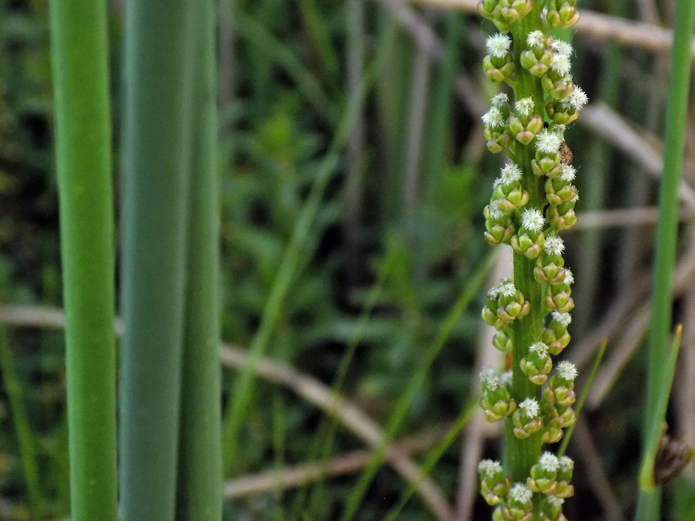 Image of Triglochin maritima specimen.