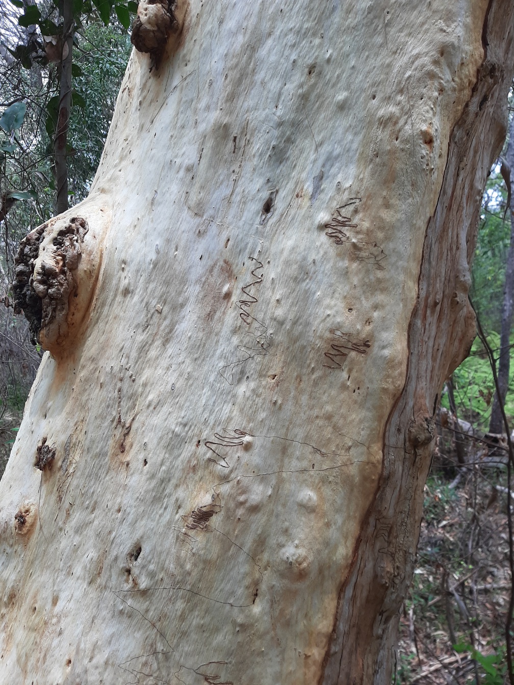Изображение особи Eucalyptus racemosa.