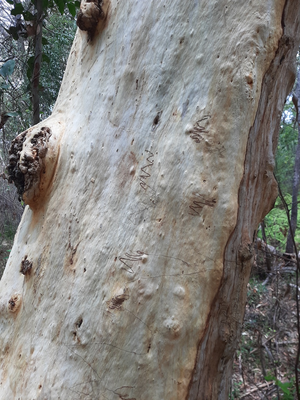 Image of Eucalyptus racemosa specimen.
