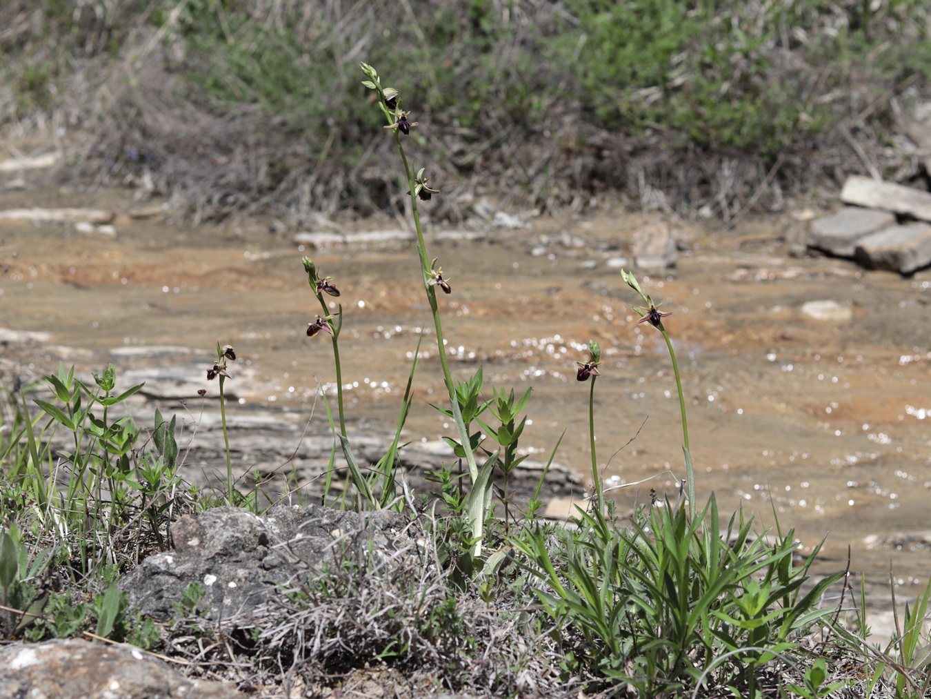 Image of Ophrys mammosa specimen.
