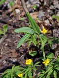 Polygonatum odoratum. Вегетирующее растение (вокруг цветут Anemone ranunculoides). Самарская обл., Ставропольский р-н, окр. с. Жигули, Молодецкий курган, опушка широколиственного леса. 03.05.2021.