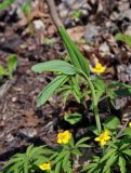 Polygonatum odoratum. Вегетирующее растение (вокруг цветут Anemone ranunculoides). Самарская обл., Ставропольский р-н, окр. с. Жигули, Молодецкий курган, опушка широколиственного леса. 03.05.2021.