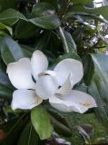 Magnolia grandiflora. Цветок и листья. Узбекистан, г. Ташкент, пос. Улугбек, в культуре. 13.06.2021.