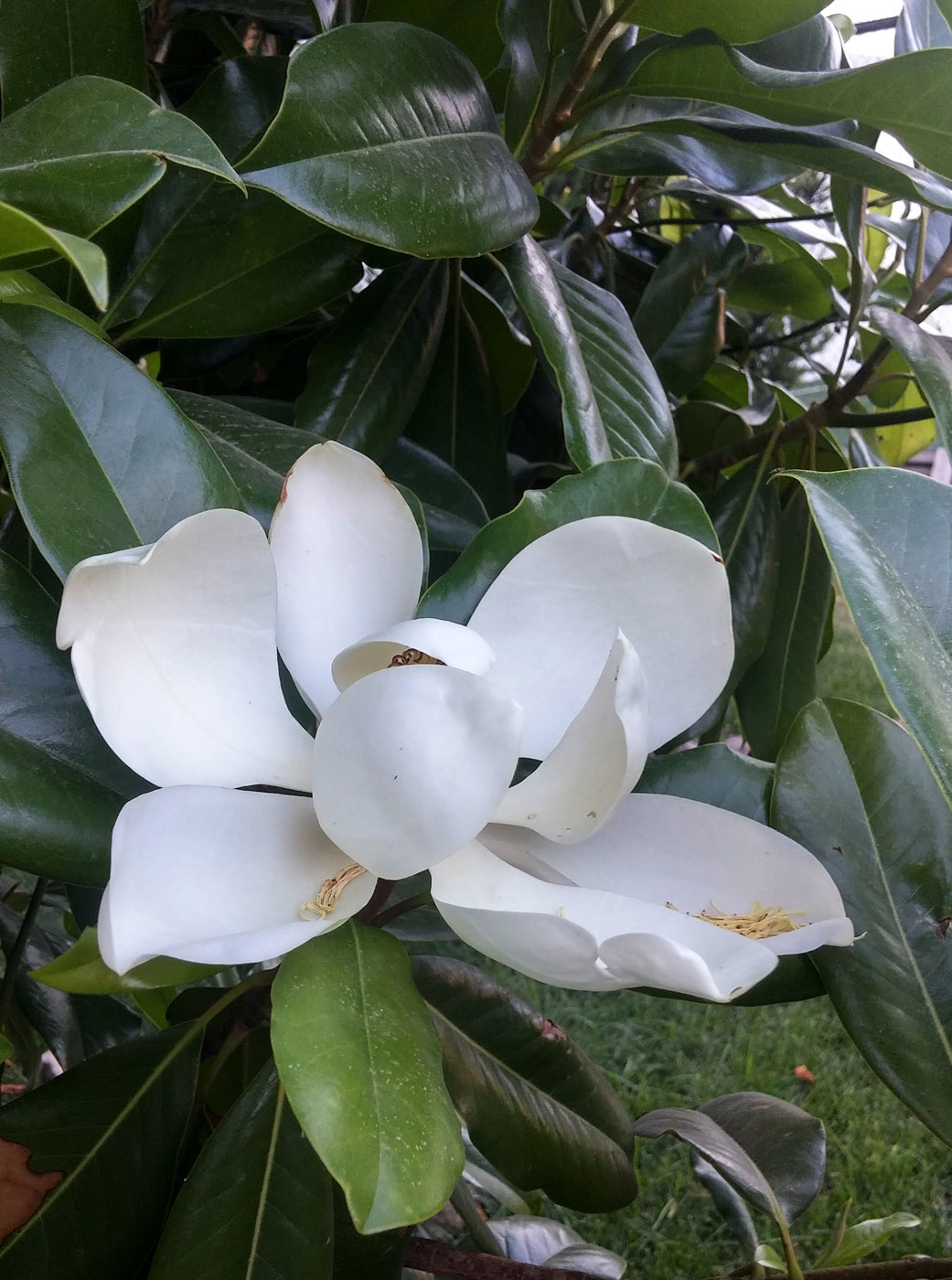 Image of Magnolia grandiflora specimen.