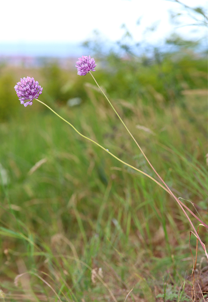 Image of Allium rotundum specimen.
