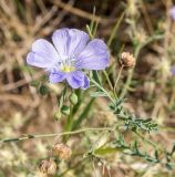 Linum austriacum