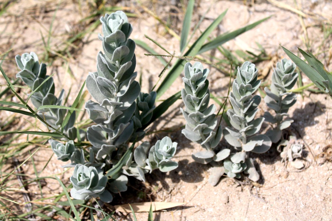 Image of Convolvulus persicus specimen.