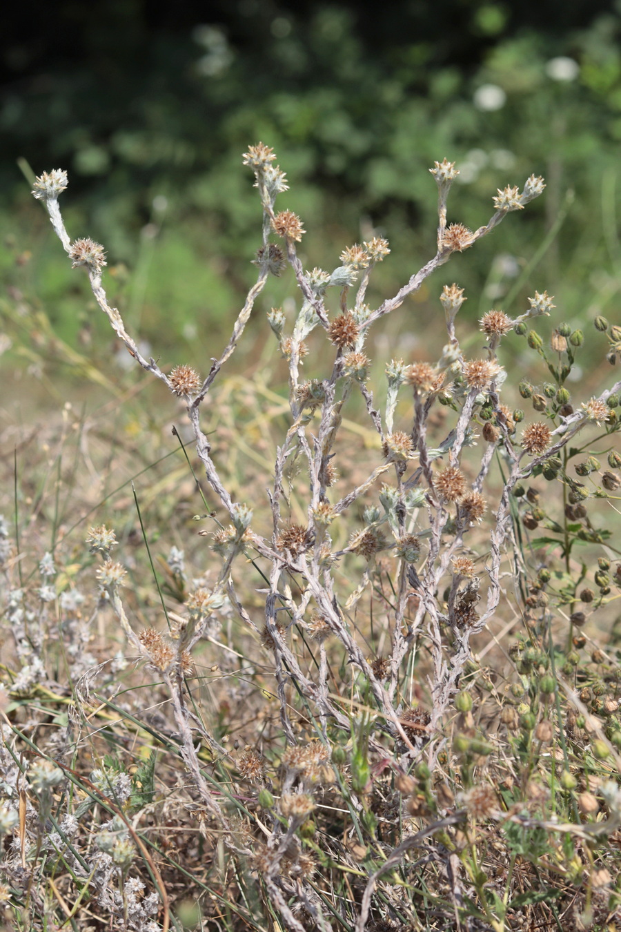 Image of Filago germanica specimen.