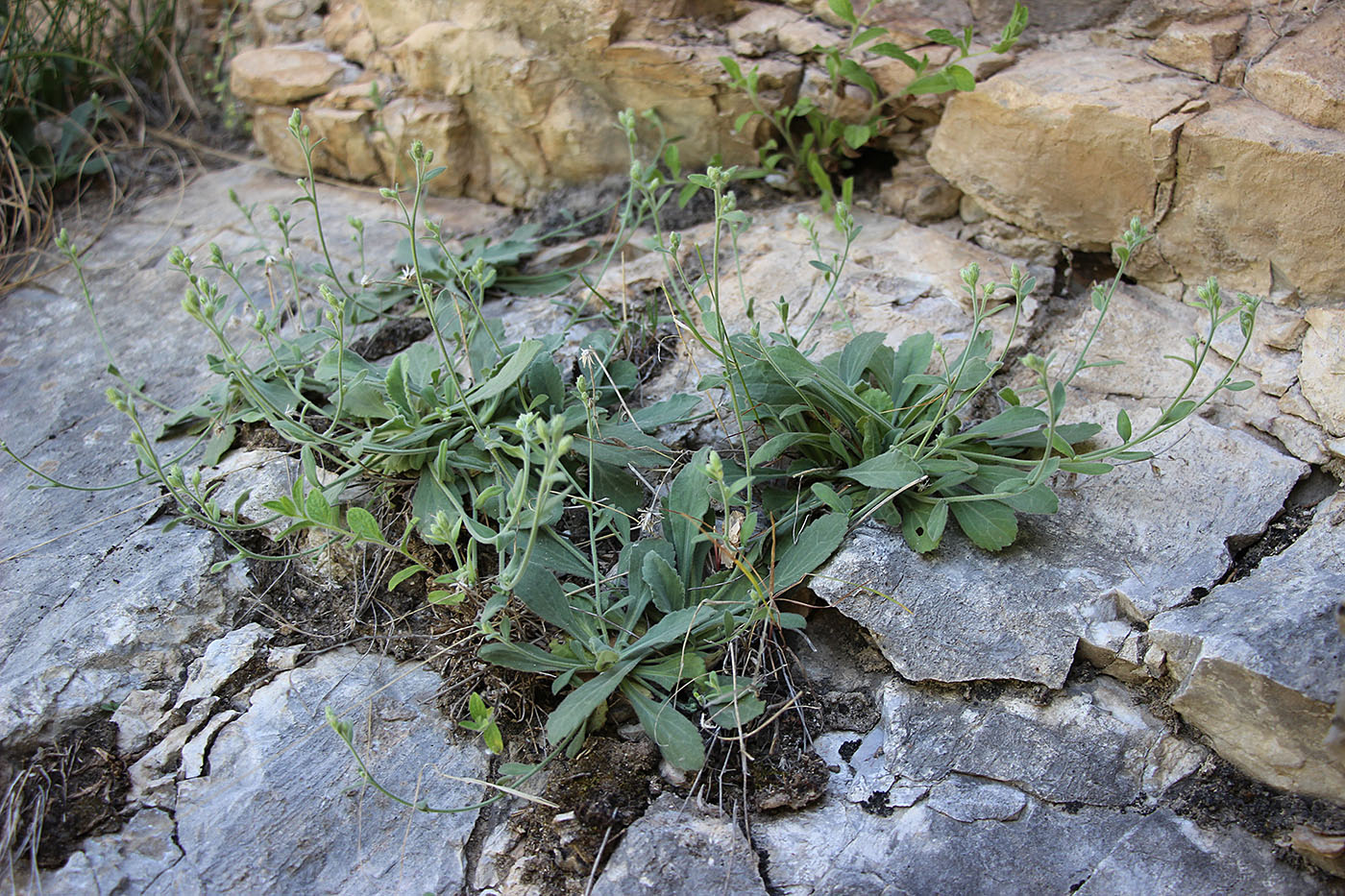 Image of Rhinactinidia popovii specimen.