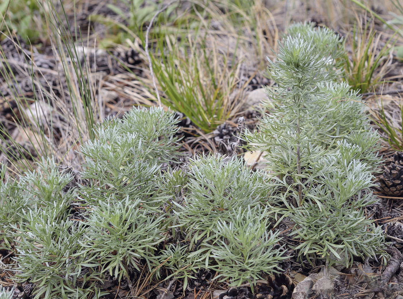 Изображение особи Artemisia sericea.