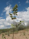 Poa bulbosa. Соцветие. Южный Казахстан, Жамбылская обл., окр. с. Акыртобе; южная часть песков Мойынкум, полузакреплённые пески. 12 мая 2021 г.